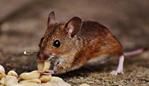 24 Hour & Emergency Exterminators in New Lima, OK